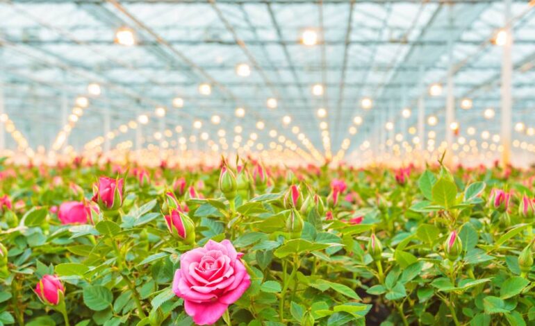 15.66 Lakh Hectares Brought Under Horticulture Since 2014 Under MIDH Scheme: Agriculture Ministry