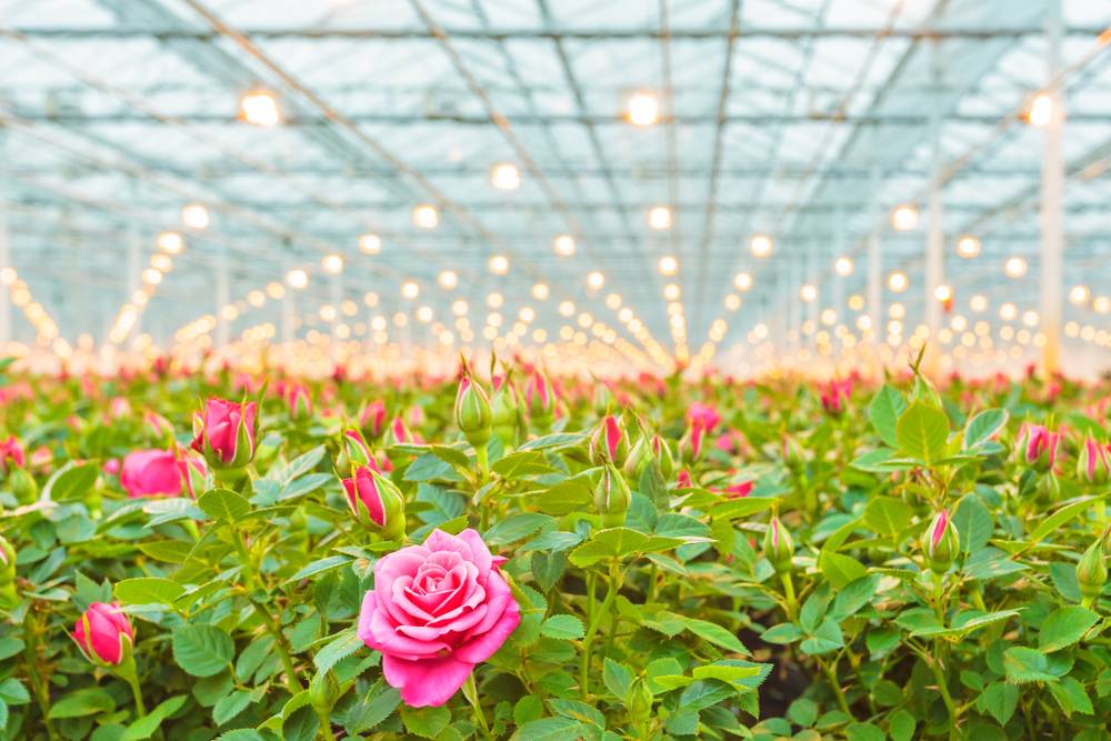 15.66 Lakh Hectares Brought Under Horticulture Since 2014 Under MIDH Scheme: Agriculture Ministry