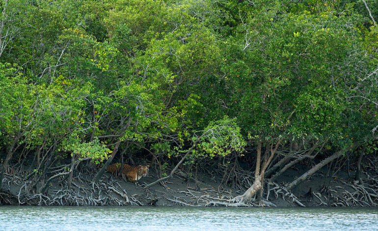 Odisha Among Six States to Benefit from MISHTI Scheme for Mangrove Restoration: Environment Ministry