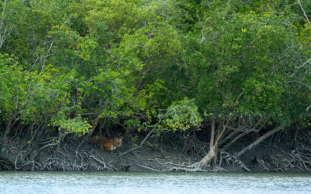 Odisha Among Six States to Benefit from MISHTI Scheme for Mangrove Restoration: Environment Ministry