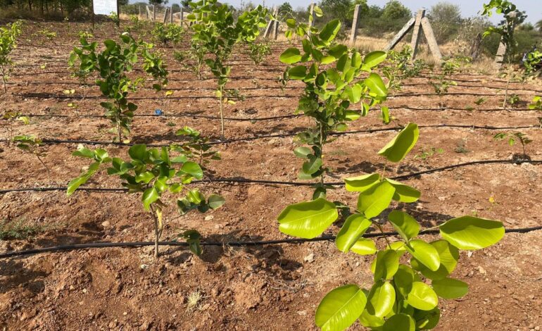 NBA releases ₹39.84 crore to Andhra Pradesh for Red Sanders conservation under ABS mechanism