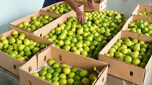 GI-tagged Indi lime from Karnataka enters Oman market, signalling early gains from India–Oman CEPA
