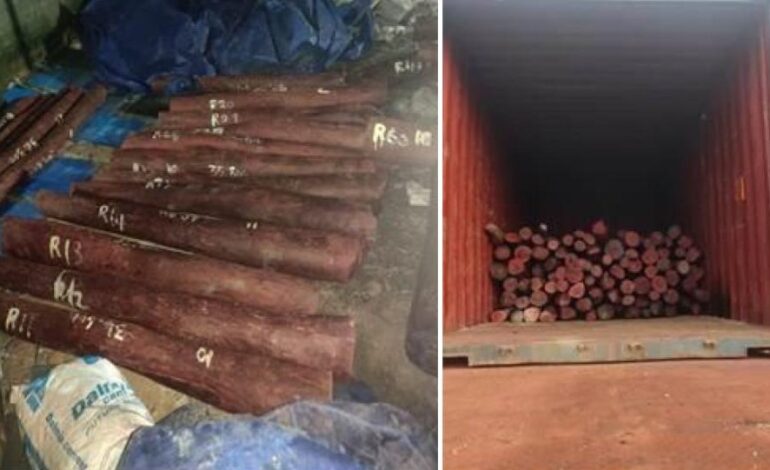DRI busts red sanders smuggling racket, seizes 15 tonnes worth ₹6.26 crore in Chennai