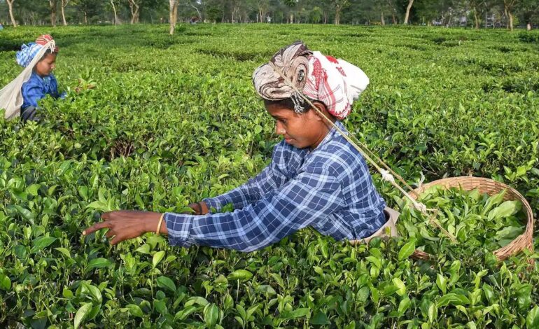 Government Steps Up Support for Assam’s Tea Sector Through TDPS