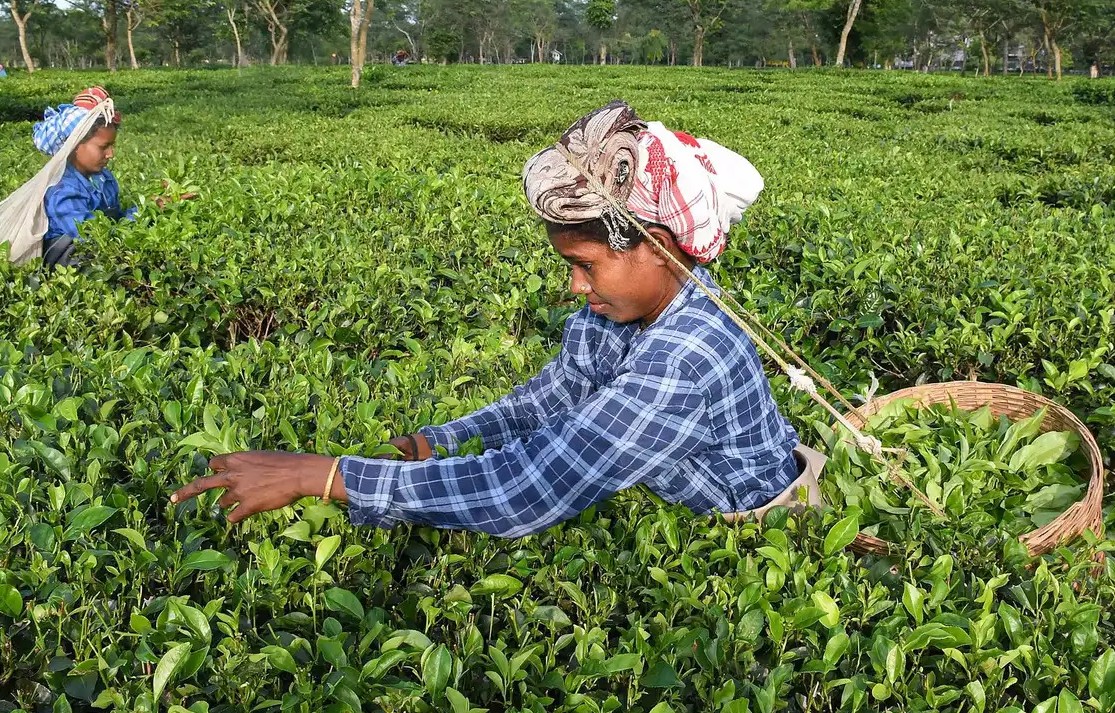 Government Steps Up Support for Assam’s Tea Sector Through TDPS