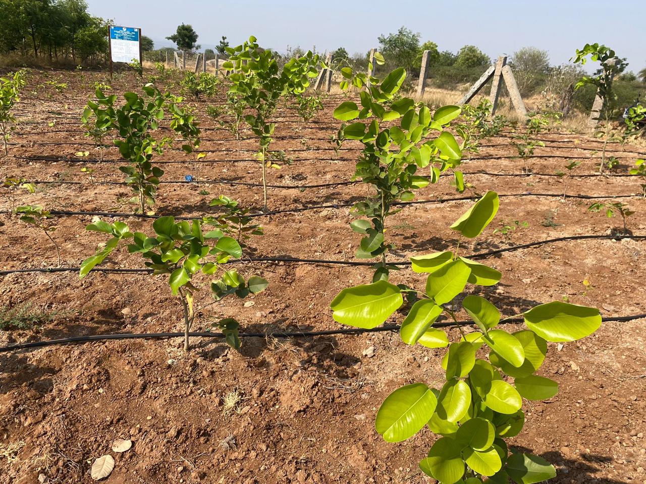 NBA Disburses ₹45 Lakh to Red Sanders Farmers, Strengthening Livelihoods and Sustainable Conservation