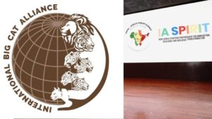 First International Big Cat Alliance Summit Postponed Following Rescheduling of India-Africa Forum Summit