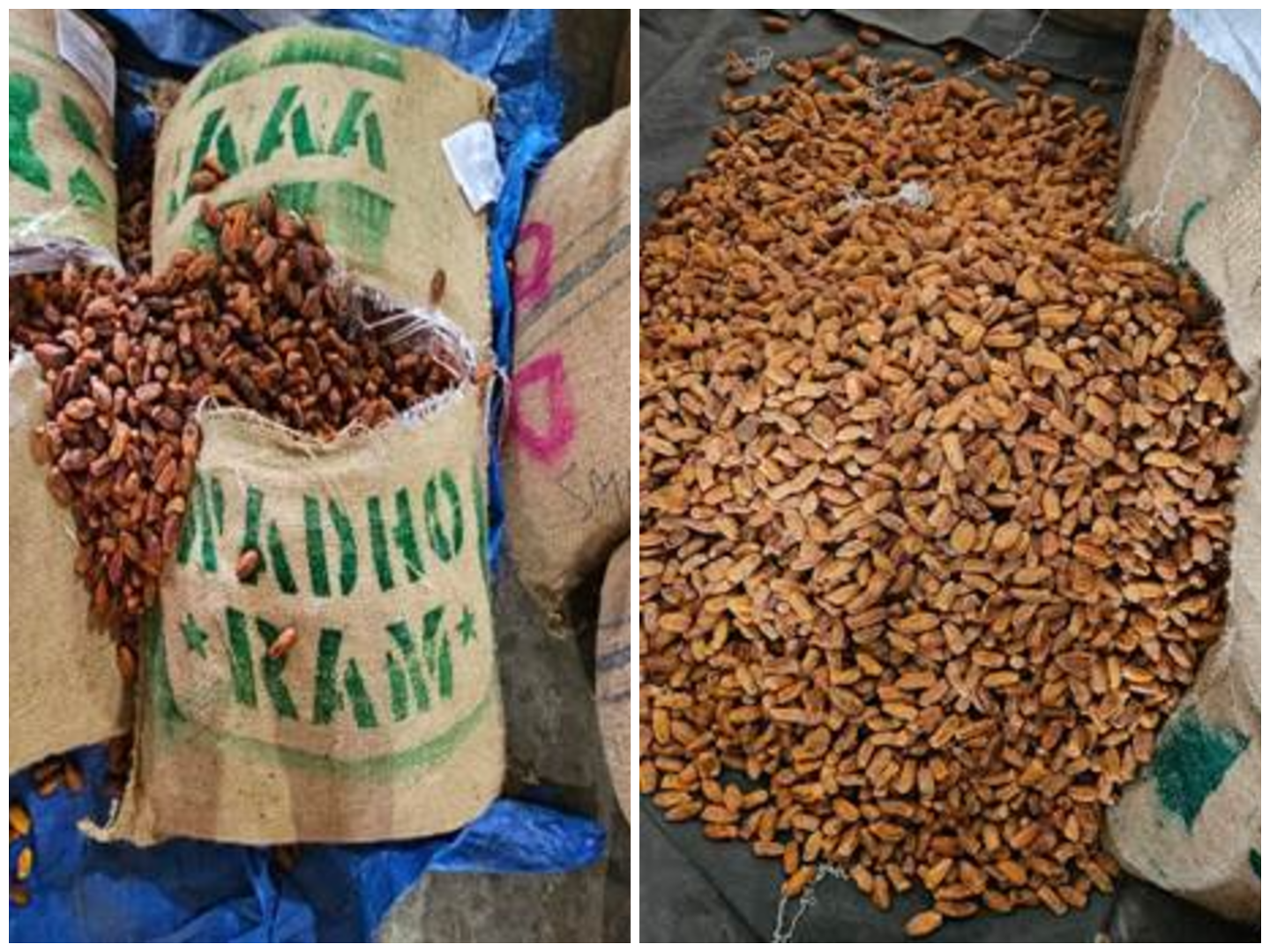 DRI seizes over 362 MT Pakistan-origin dry dates in crackdown under ‘Operation Deep Manifest’