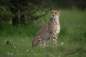 Centre deputes high-level team to probe Kuno cheetah’s death from firearm pellet injuries