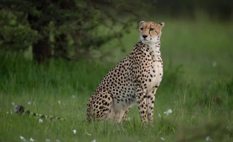 Centre deputes high-level team to probe Kuno cheetah’s death from firearm pellet injuries